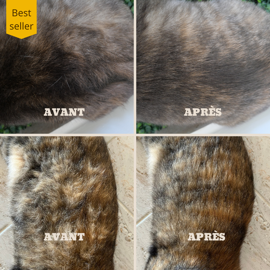 Brosse à vapeur pour animaux